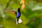 Velvet-purple coronet feeding in flight