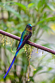 Violet-tailed sylph