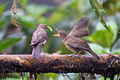 Ecuadorian thrush feeding