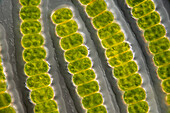 Desmidium grevillei algae, light micrograph