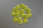 Pandorina sp. algae, light micrograph
