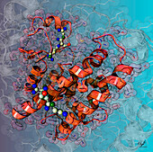 Glutathione S-transferase molecule, illustration