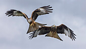 Red kites in flight in spring
