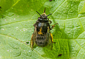 Female hairy-footed flower bee resting on leaf