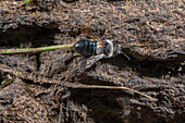 Grey-haired mining-bee with the tringulins of an oil beetle