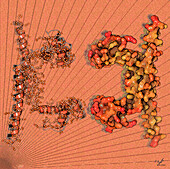 ArdK DNA-binding protein, illustration