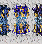 Gap junction alpha-1 protein, illustration