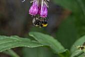 Garden bumblebee visiting flowers
