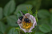 Great pied hoverfly visiting the flower of a dog-rose