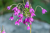 Alpine bells (Primula matthioli) in flower