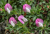 Mount Cenis restharrow (Ononis cristata) in flower
