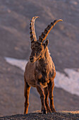 Alpine ibex