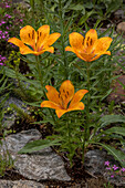 Orange lily (Lilium bulbiferum) in flower