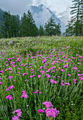 Purple lychnis (Lychnis flos-jovis)