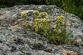 Yellow houseleek (Sempervivum grandiflorum) in flower