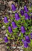 Dark bellflower (Campanula pulla) in flower