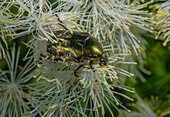 Rose chafer feeding on pollen of large-flowered meadow-rue