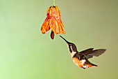 Gorgeted woodstar hummingbird