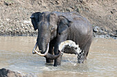 Asian elephant in a waterhole