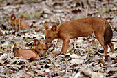 Indian wild dogs