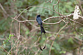 Greater racket tailed drongo
