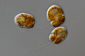 Gymnodinium dorsalisulcum algae, light micrograph