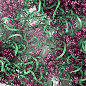 Yeast ribosome core, illustration