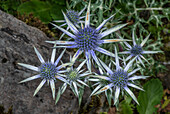 Mediterranean sea holly (Eryngium bourgatii) in flower