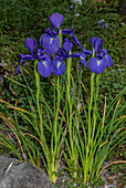 English iris (Iris latifolia) in flower in the Pyrenees