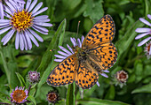 Small pearl-bordered fritillary on Aster sibiricus