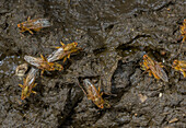 Yellow dung flies on cattle manure