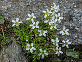 Scree Saxifrage (Saxifraga androsacea) in flower