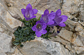 Moretti's bellflower (Campanula morettiana)