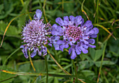 Shining scabious (Scabiosa lucida) in flower