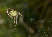 Female four-spot orb-weaver spider on its web