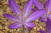 Cilician meadow saffron (Colchicum cilicicum) in flower