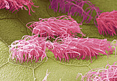 Newt larvae ciliated cells, SEM