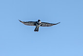 Belted kingfisher hovering to fish over coastal lagoon