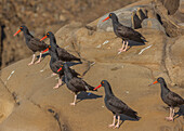 Black oystercatcher perching on rocks