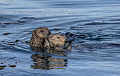 Sea otter mother and son feeding in kelp forest