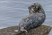 Pacific Harbor seal resting on a rock