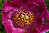 Common peony in flower in spring