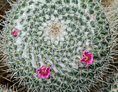 Twin spined cactus (Mammilaria geminispina) in flower