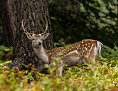 Buck fallow deer in woodland in early autumn
