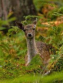 Young fallow deer among bracken in woodland