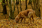 Romanian truffle-hunting dog in old woodland in autumn