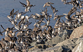 Mixed wader flock in flight at high tide roost