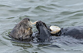 Sea otter eating clam caught in muddy estuarine water
