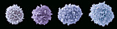 Lymphocyte white blood cells, SEM