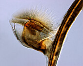 Bee poison sac, light micrograph